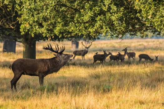 richmond-park-stag1