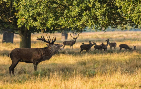 richmond-park-stag1